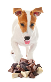 Quelle Est La Dose De Chocolat Toxique Pour Un Chien