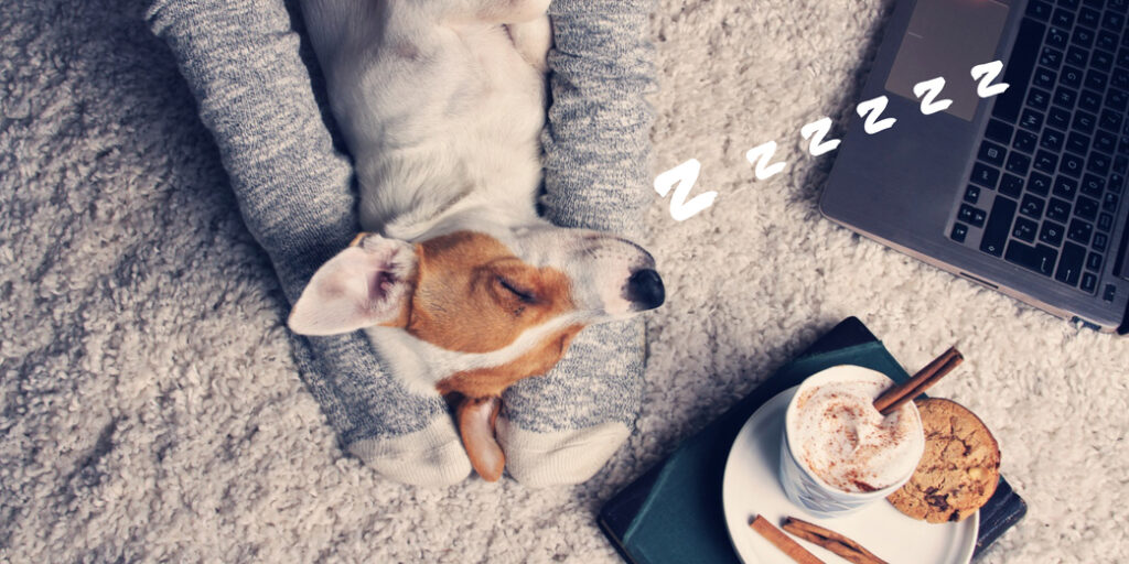 Un chien dort entre les pieds de sa maîtresse sur un tapis