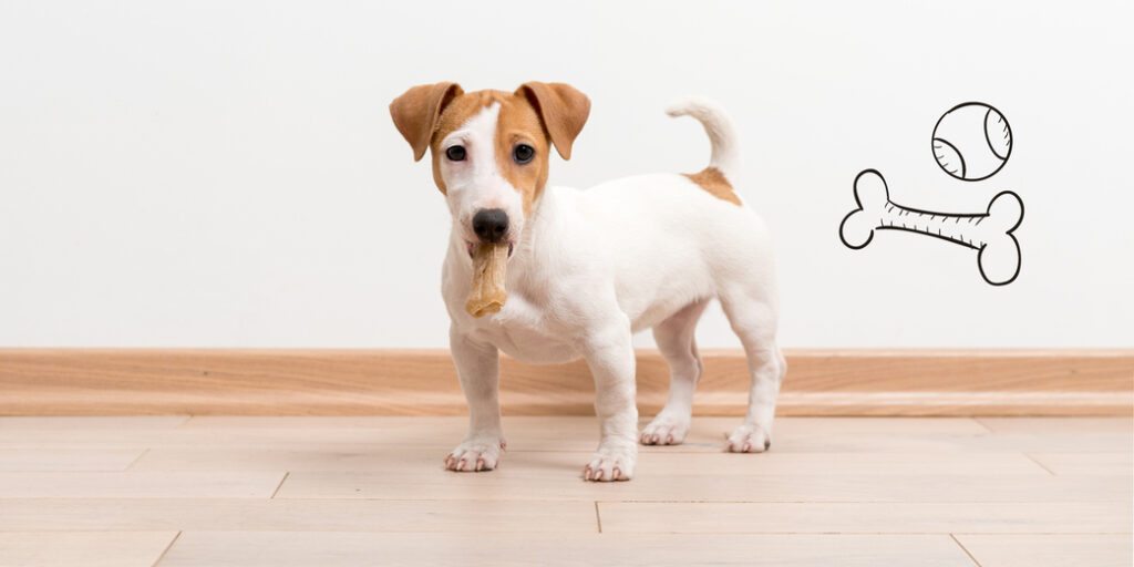 Un chien avec un os à mâcher dans la gueule