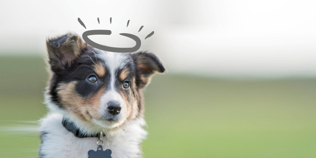 Un chiot portant un collier avec une auréole