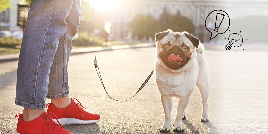 Apprendre à son chien à marcher en laisse : adopter les bons réflexes