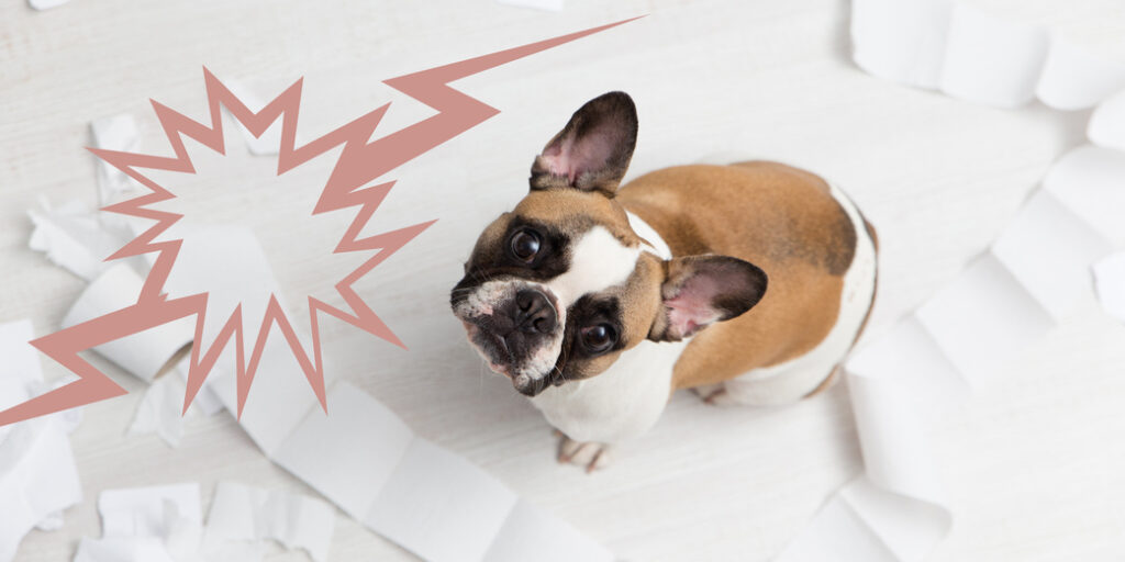Un chien qui a déroulé du papier toilette