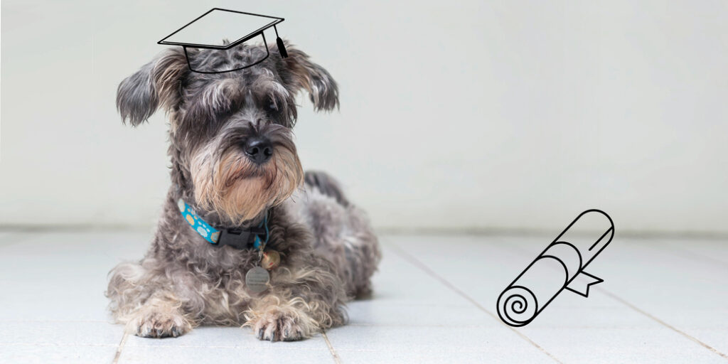 Un chien assis sur le carrelage avec un chapeau de diplômé