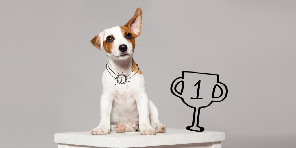 Un chien sur un podium en première position avec une médaille et une coupe