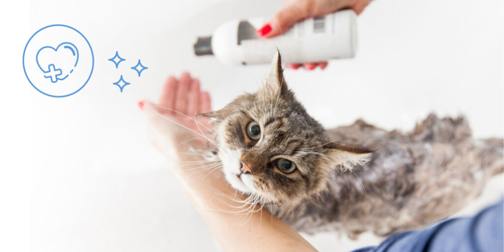 Une femme lave un chat