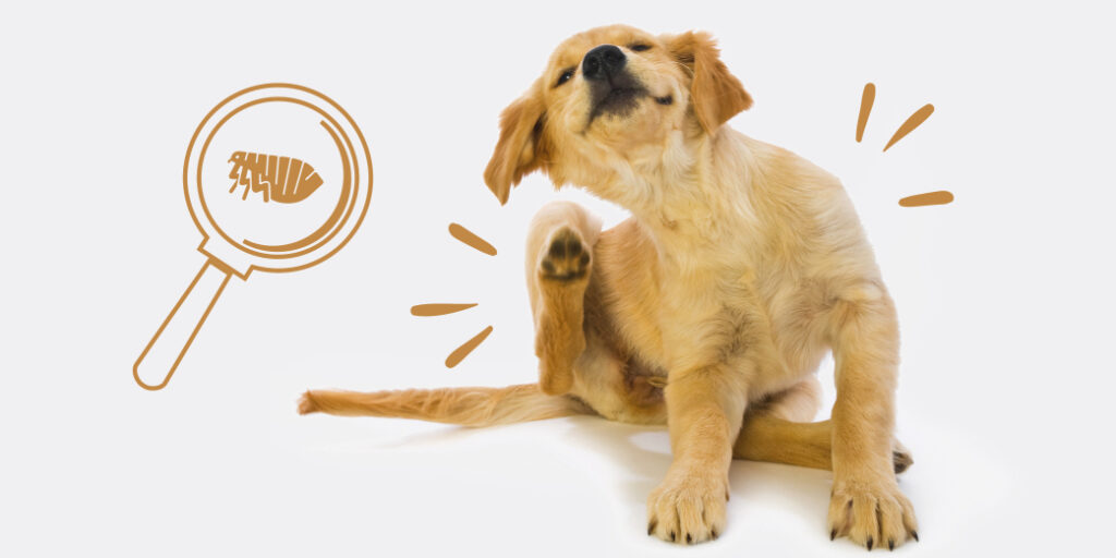 Un chien se gratte le corps