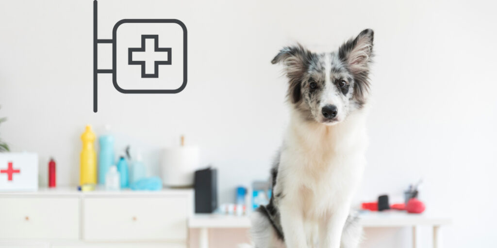 Un chien avec une oreille baissée chez le vétérinaire