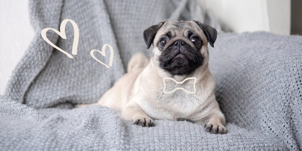 Un chien porte un nœud papillon sur un fauteuil