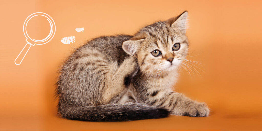 Un chaton qui se gratte l'oreille