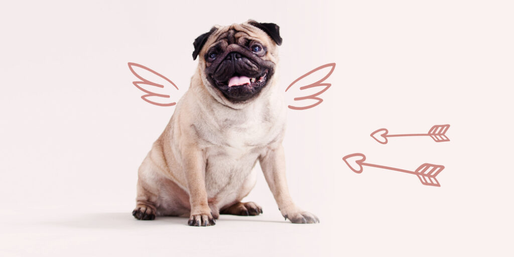 Un chien avec des ailes d'ange