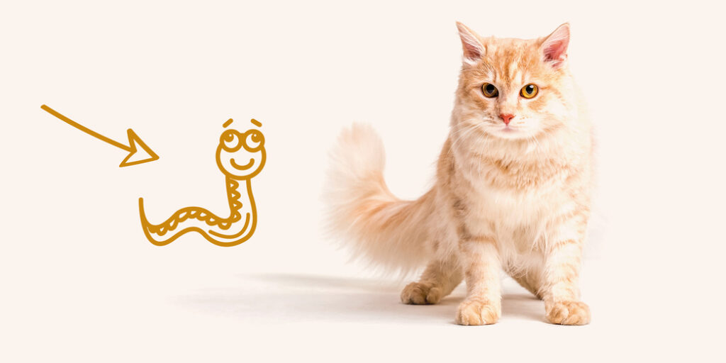 Un chat roux et un vers