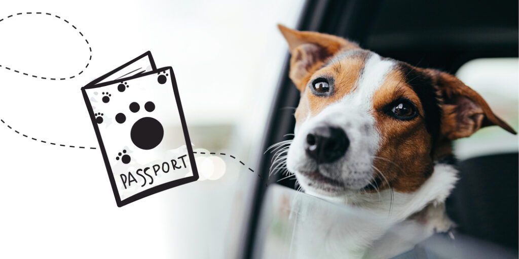 Un chien qui sort la tête de fenêtre d'une voiture