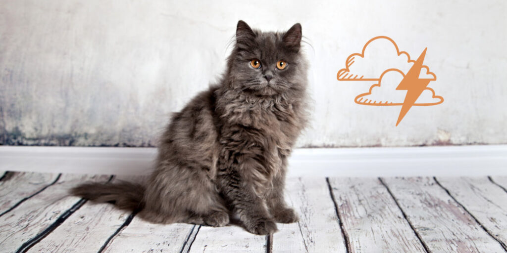 Un chat à poils longs sur un plancher