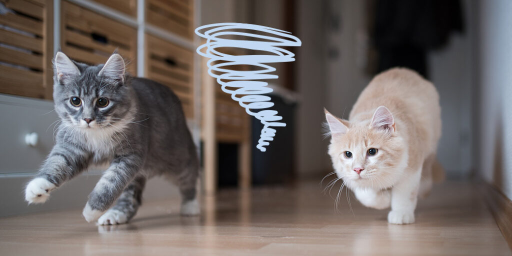 Deux chats courent dans la même direction