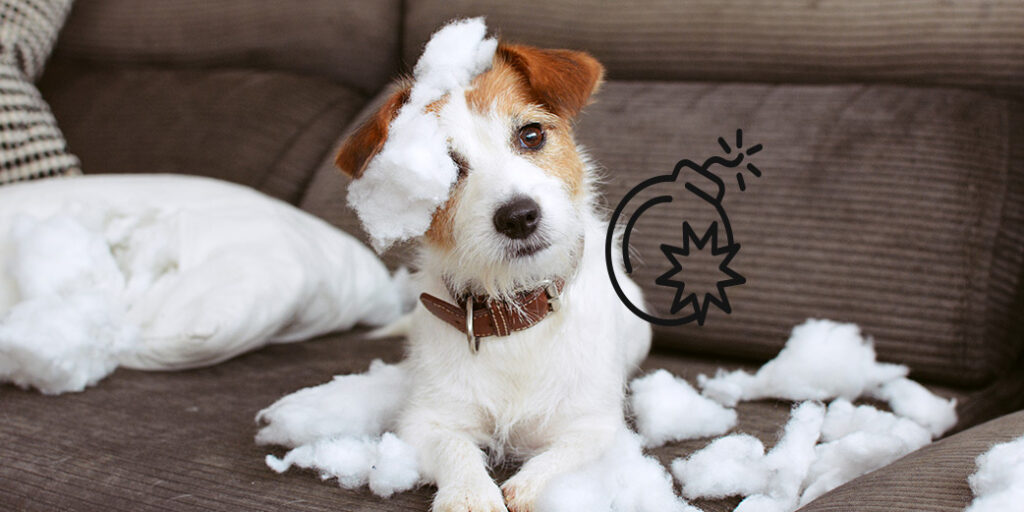 Un chien a détruit les coussins d'un canapé