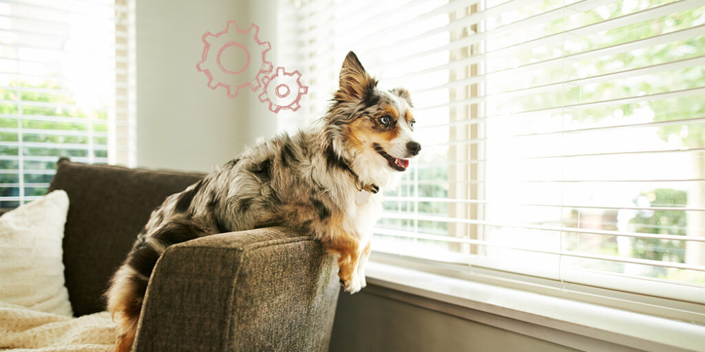 Un chien sur un fauteuil regarde par la fenêtre