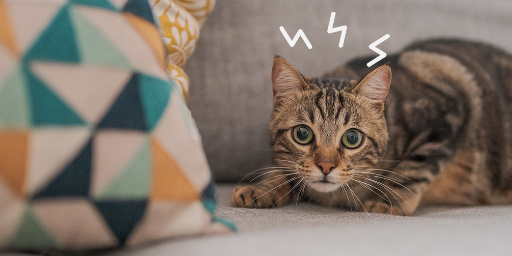Stress chez le chat : comment reconnaître un chat stressé ?