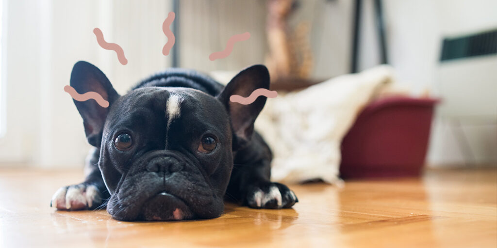 Un chien couché par terre