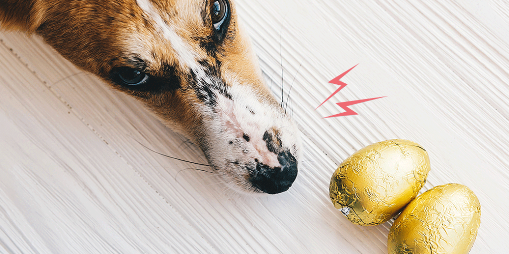 Un chien et deux œufs en chocolat sur une table