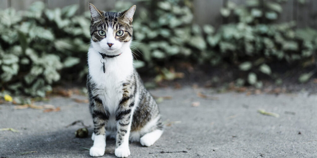 pilule chat biocanina