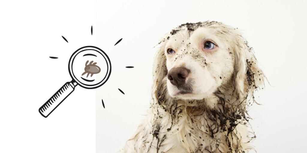 Un chien couvert de boue et une loupe