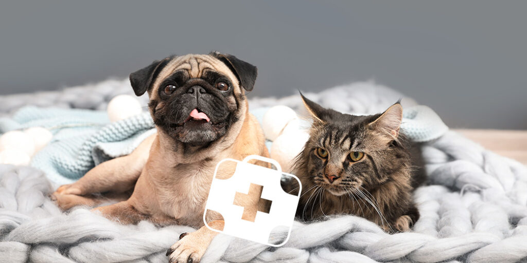 Un chien et un chat sur une couverture