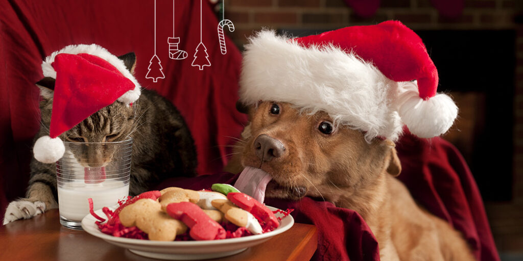 Un chien et chat mangent des gâteaux de Noël