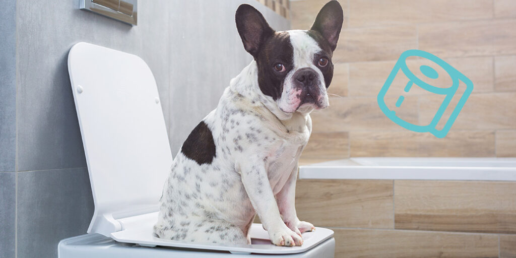 Un chien assis sur la cuvette des toilettes