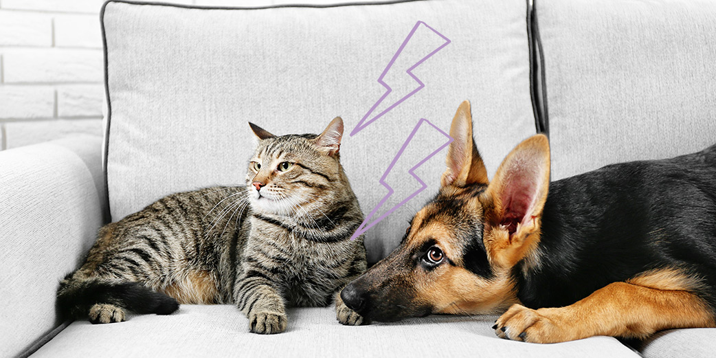 Les vomissements chez le chien et le chat - Biocanina