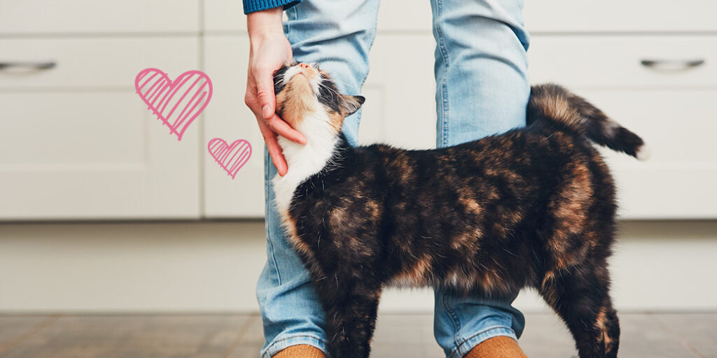 Un chat fait des câlins à son maître