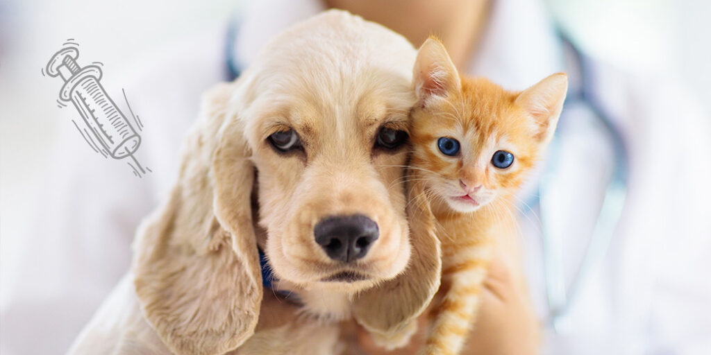 Un chat et un chien devant un vétérinaire