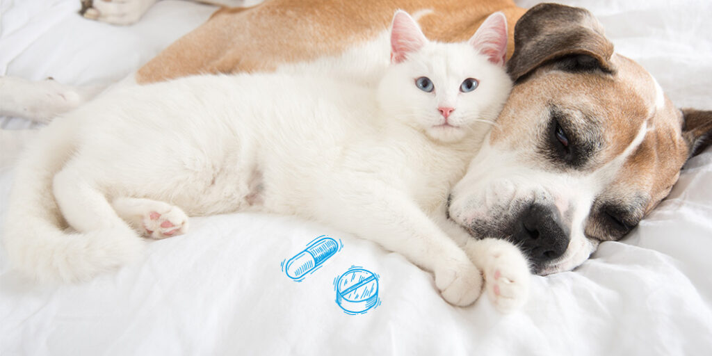 Un chat pose sa tête sur un chien allongé