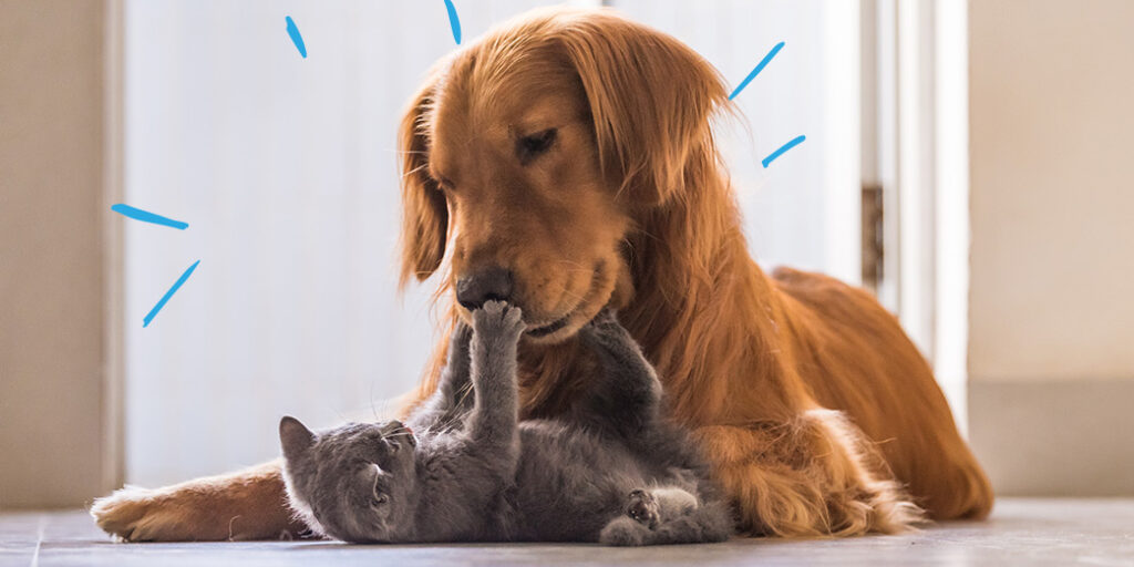 Un chat joue avec un chien