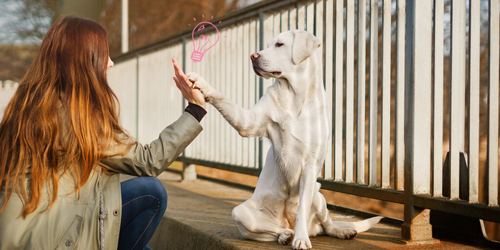 Chien qui tape la patte sur la main de sa maitresse