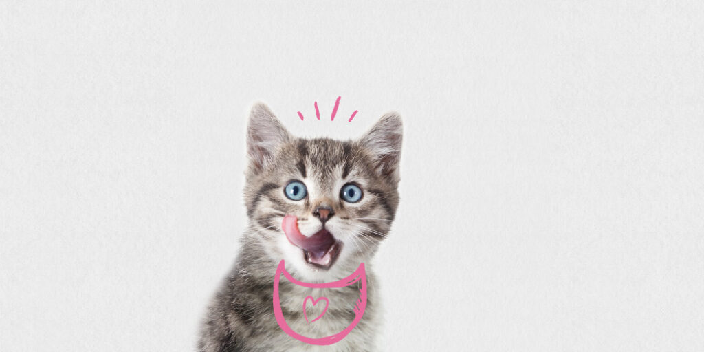 Un chaton qui se lèche les babines