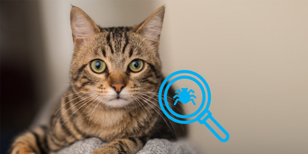 Un chat avec une loupe