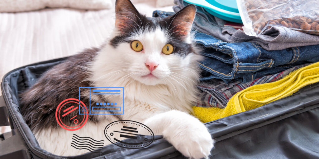 Un chat dans une valise