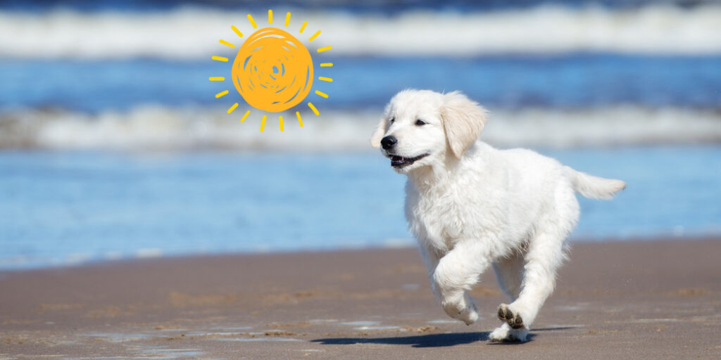 Un chien sur la plage