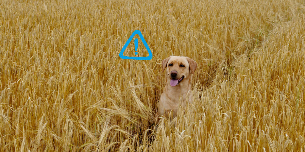 Un chien dans un champ d'épillets