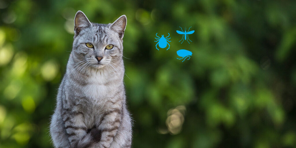 Un chat regarde droit devant lui