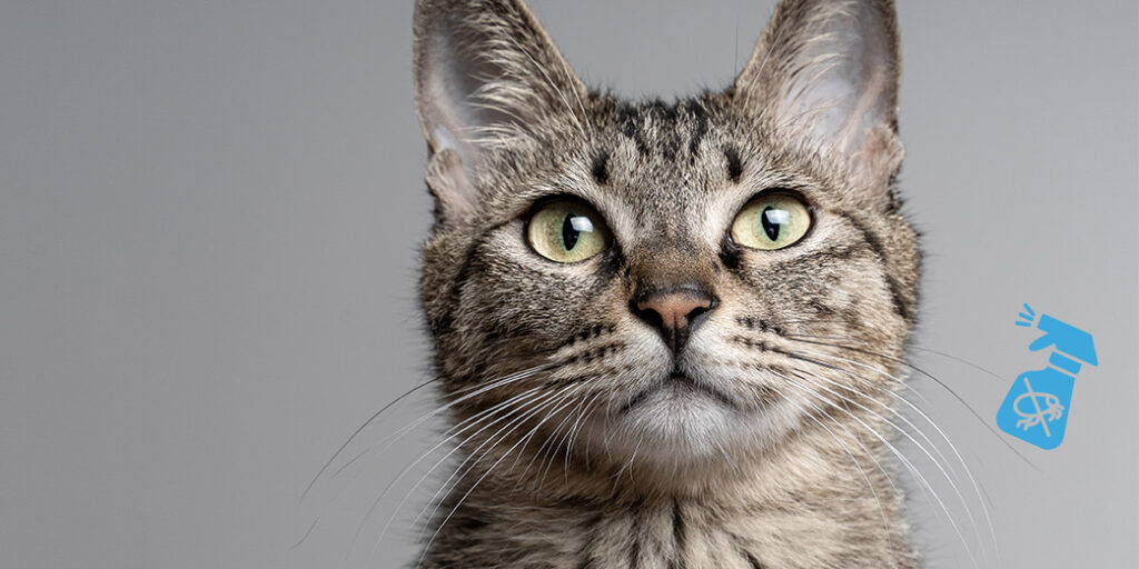 produit naturel contre les puces chat