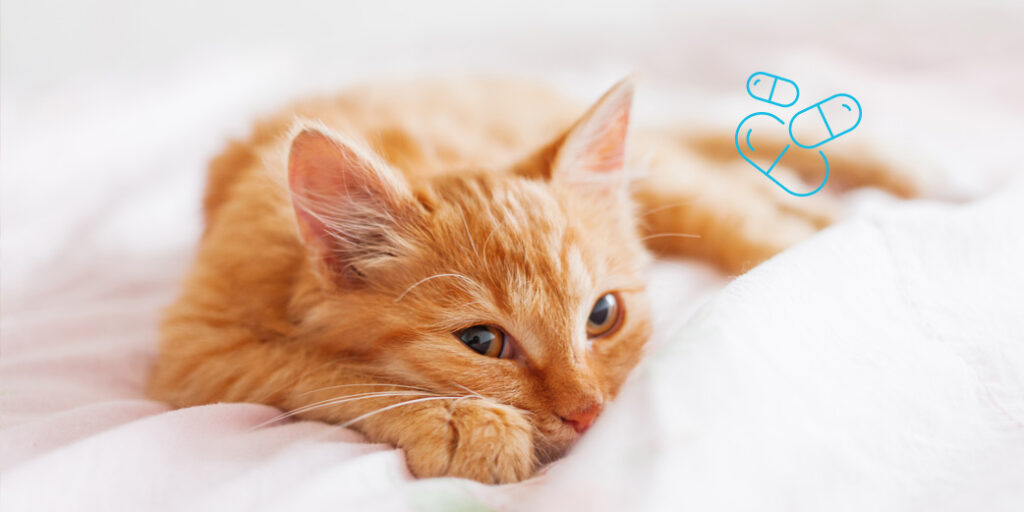 comment donner cachet vermifuge chat