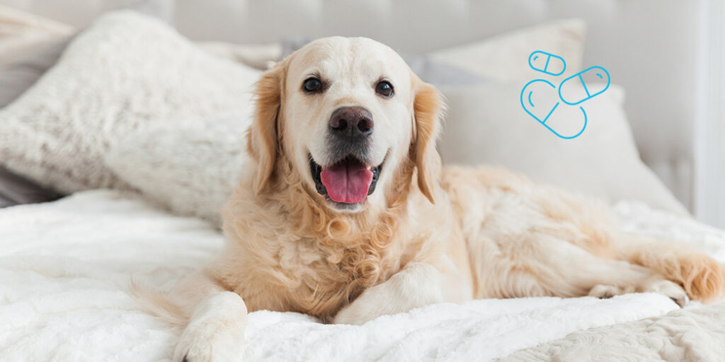 Chien heureux dans un lit