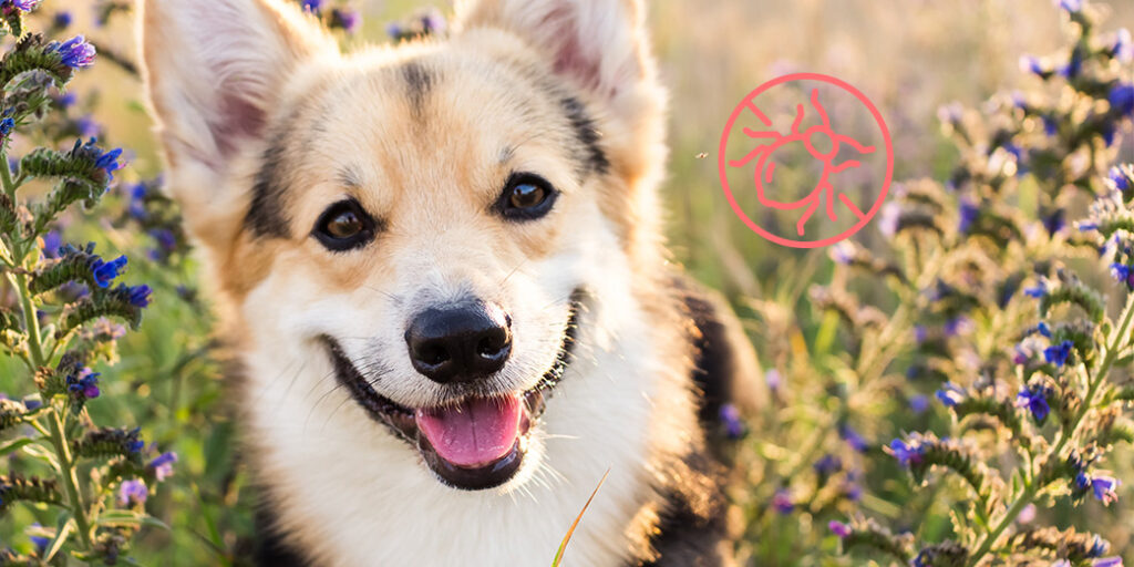 Un petit chien dans un champ de fleurs