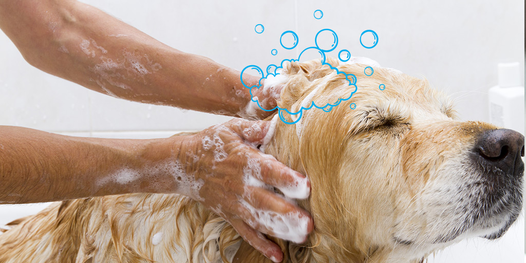 Comment bien laver son chien ? - Biocanina