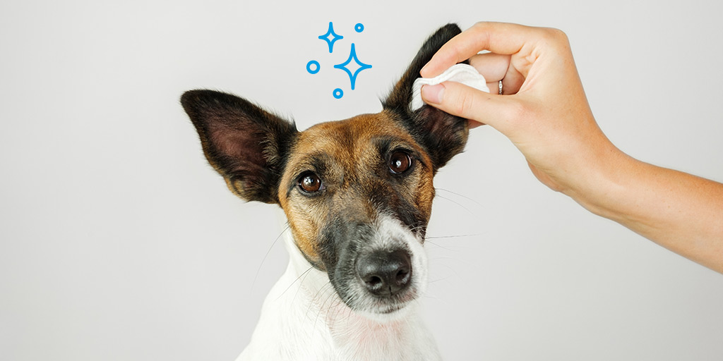 Comment nettoyer les oreilles de son chien ? - Biocanina