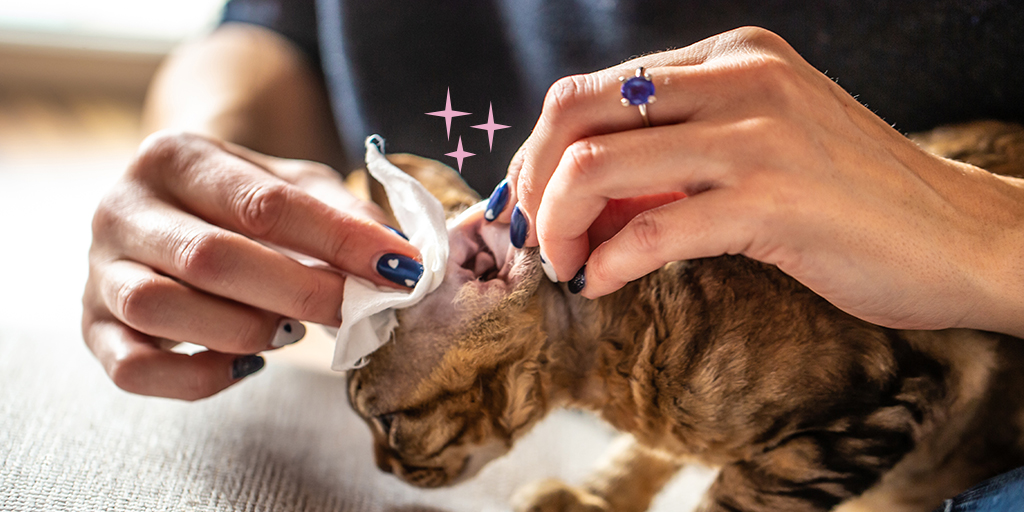 Comment nettoyer les oreilles de son chat ? - Biocanina