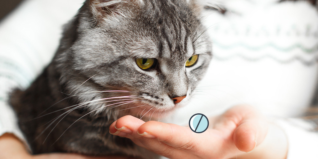 comment donner un vermifuge chat