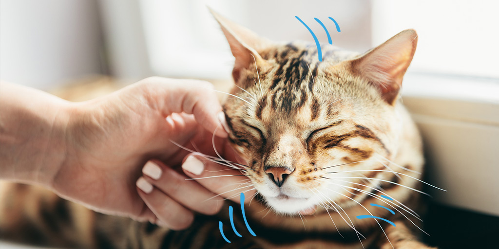 Mon Chat Ronronne T Il Toujours De Plaisir Biocanina