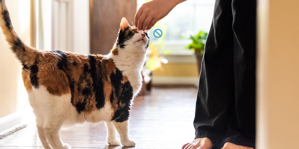 Chat récalcitrant : comment lui donner son médicament ? - Biocanina